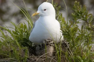 Close Up View Of A Glaucous Gull Nesting With Her With Chicks At Potter Marsh, Anchorage Close Up View Of A Glaucous Gull Nesting With Her With Chicks At Potter Marsh, Anchorage