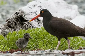Close Up View Of Oyster Catcher With Her Chick In Kukak Bay, Katmai National Park, Southwest Alaska, Summer