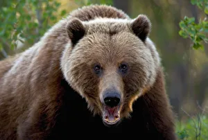 Closeup Of Brown Bear Yukon Territory Canada Spring Closeup Of Brown Bear Yukon Territory Canada Spring