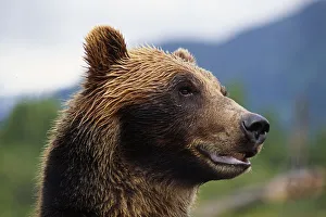 Closeup Of Brown Bears Head And Face Captive Alaska Wildlife Conservation Center Southcentral Summer Closeup Of Brown Bears Head And Face Captive Alaska Wildlife Conservation Center Southcentral Summer