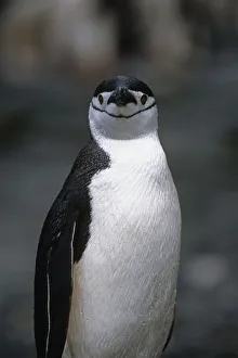 Closeup Of Chinstrap Penguin Just Out Of The Water @ South Georgia Island Antarctic Closeup Of Chinstrap Penguin Just Out Of The Water @ South Georgia Island Antarctic