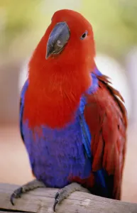 Closeup Of A Colorful Macaw, Red And Blue Feathers Closeup Of A Colorful Macaw, Red And Blue Feathers