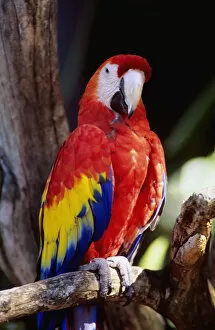 Images Dated 21st February 2000: Closeup Of Colourful Red Parrot Standing On Tree Limb