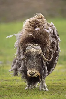 Closeup Of Very Shaggy Muskox Losing Winter Layer Captive Alaska Wildlife Conservation Center Sc Ak Closeup Of Very Shaggy Muskox Losing Winter Layer Captive Alaska Wildlife Conservation Center Sc Ak