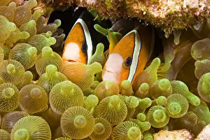 Images Dated 25th August 2008: Clown Anemonefish (Amphiprion Percula) Hiding In Anemone; Indonesia