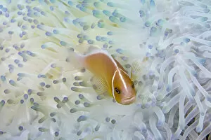 Bleached Gallery: Clownfish swimming in bleached coral, Micronesia