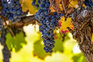 Vitis Gallery: Clusters of grapes on a vine, Okanagan Valley, BC, Canada
