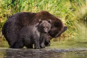 Coastal Brown Bear And Cub Fishing In A River, Katmai National Park And Preserve Coastal Brown Bear And Cub Fishing In A River, Katmai National Park And Preserve