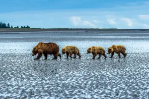 Coastal brown bears, Ursus arctos, walking across a tidal flat after digging Coastal brown bears, Ursus arctos, walking across a tidal flat after digging