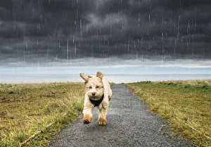 A Cockapoo Running Up A Path With Ominous Storm Clouds And Rainfall In The Background A Cockapoo Running Up A Path With Ominous Storm Clouds And Rainfall In The Background