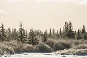Cold afternoon along the coast line of Hudson Bay. The trees have a thin layer of frost on them; Churchill, Manitoba, Canada Cold afternoon along the coast line of Hudson Bay. The trees have a thin layer of frost on them; Churchill, Manitoba, Canada