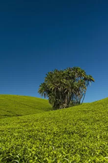 Images Dated 21st April 2014: Collection Of Palm Trees Amongst Hills Covered In Tea Bushes, Satemwa Tea Estate; Thyolo, Malawi