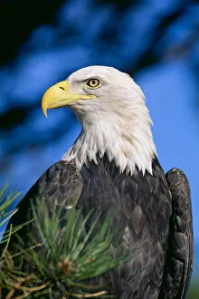 Images Dated 14th September 1998: Colorado, Close-Up Of Bald Eagle, Sitting In Ponderosa Pine Tree, Blue Sky, Head Turned