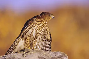 Colorado, Coopers Hawk (Accipiter Cooperii) Perched On A Rock, First Year Male Colorado, Coopers Hawk (Accipiter Cooperii) Perched On A Rock, First Year Male