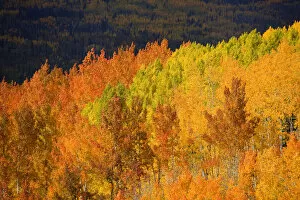 Images Dated 28th September 2008: Colorado, Near Steamboat Springs, Autumn Aspen Trees On Buffalo Pass