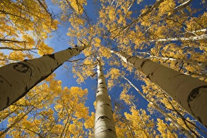 Images Dated 28th September 2008: Colorado, Near Steamboat Springs, Buffalo Pass, Yellow Aspen Tree Canopy