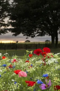 Colourful Flowers Blossoming In A Garden With A Sunset Sky In The Distance; South Shields, Tyne And Wear, England Colourful Flowers Blossoming In A Garden With A Sunset Sky In The Distance; South Shields, Tyne And Wear, England