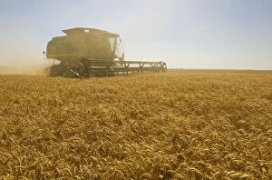 Images Dated 19th August 2008: A Combine Harvester Works A Field Of Winter Wheat, Near Nesbitt, Manitoba