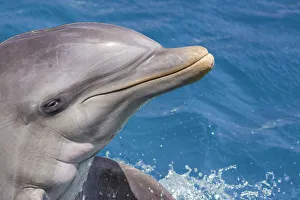 Common Bottlenose Dolphin (Tursiops truncatus) portrait; Curacao, Netherlands Antilles Common Bottlenose Dolphin (Tursiops truncatus) portrait; Curacao, Netherlands Antilles
