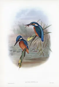 Common kingfisher. Alcedo Ispida. Now known as Alcedo atthis. After a work by English ornitholgist Common kingfisher. Alcedo Ispida. Now known as Alcedo atthis. After a work by English ornitholgist