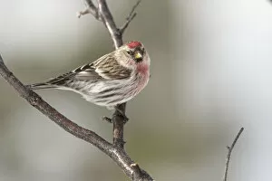 Common Redpoll (Acanthis flammea) sitting on a branch; Whitehorse, Yukon, Canada
