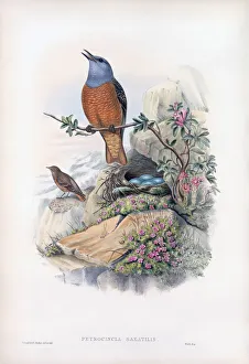 Common Rock Thrush. Petrocincla Saxatilis. Now known as Monticola saxatilis Common Rock Thrush. Petrocincla Saxatilis. Now known as Monticola saxatilis