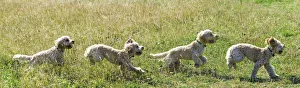 Composite Of A Blond Cockapoo Running Across A Grass Field; South Shields, Tyne And Wear Composite Of A Blond Cockapoo Running Across A Grass Field; South Shields, Tyne And Wear