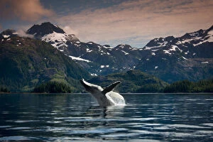 Images Dated 11th August 2012: Composite Breaching Humpback Whale In Prince William Sound, Southcentral Alaska, Summer