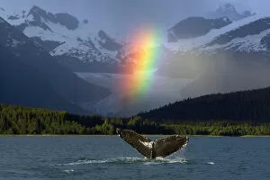 Images Dated 12th June 2011: Composite: Bright Rainbow Appears Over Eagle Beach After A Rain Shower With A Fluking Humpback