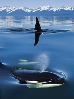 Composite: Close Up Of Orca Whales As They Surface In Lynn Canal With The Coast Range Mountains In The Background Composite: Close Up Of Orca Whales As They Surface In Lynn Canal With The Coast Range Mountains In The Background