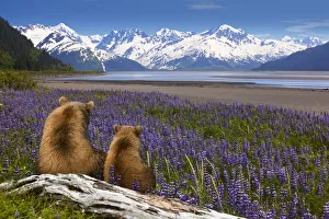 Composite: Grizzly Sow & Cub Sit In Lupine Along Seward Highway, Turnagain Arm Composite: Grizzly Sow & Cub Sit In Lupine Along Seward Highway, Turnagain Arm