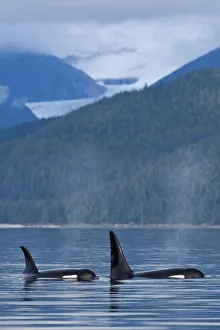 Composite: Orca Whales Surface In Favorite Passage With Eagle Glacier And Coastal Mountains Beyond Composite: Orca Whales Surface In Favorite Passage With Eagle Glacier And Coastal Mountains Beyond