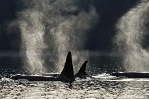 Composite: Orca Whales Surface Along A Forested Shoreline In Alaska's Inside Passage, Admiralty Island Composite: Orca Whales Surface Along A Forested Shoreline In Alaska's Inside Passage, Admiralty Island
