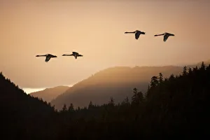 Composite: Trumpeter Swans In Flight At Sunset Over The Tongass National Forest, Inside Passage, Southeast Alaska Composite: Trumpeter Swans In Flight At Sunset Over The Tongass National Forest, Inside Passage, Southeast Alaska