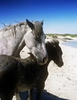 Two Connemara Ponies On The Coast, Connemara, Republic Of Ireland Two Connemara Ponies On The Coast, Connemara, Republic Of Ireland