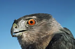 Coopers Hawk (Accipiter Cooperii); Monzano Mountains, New Mexico, Usa Coopers Hawk (Accipiter Cooperii); Monzano Mountains, New Mexico, Usa