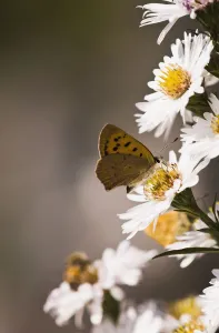 A Copper Butterfly Visits Aster Blossoms In A Flower Garden; Astoria, Oregon, United States Of America A Copper Butterfly Visits Aster Blossoms In A Flower Garden; Astoria, Oregon, United States Of America