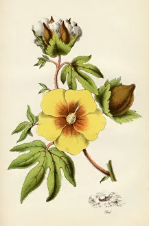 Cotton Plant From The National Encylopaedia Published By William Mackenzie London Late 19Th Century Cotton Plant From The National Encylopaedia Published By William Mackenzie London Late 19Th Century