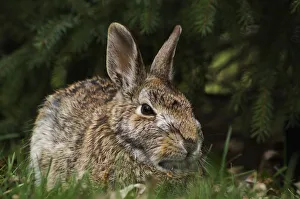 Cottontail Rabbit (Sylvilagus Floridanus); Les Cedres, Quebec, Canada Cottontail Rabbit (Sylvilagus Floridanus); Les Cedres, Quebec, Canada