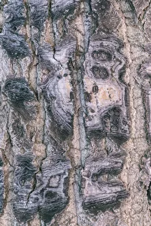Detail of cottonwood tree bark in winter, Nulato, Alaska, USA