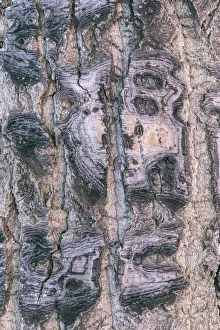 Detail of cottonwood tree bark in winter, Nulato, Alaska, USA Detail of cottonwood tree bark in winter, Nulato, Alaska, USA