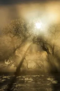 Cottonwood tree illuminated by the sunrise in the fog in winter, Lamar Valley, YNP, USA Cottonwood tree illuminated by the sunrise in the fog in winter, Lamar Valley, YNP, USA