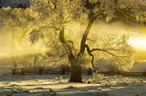 Cottonwood tree near fence illuminated by the sunrise in the fog in winter, Lamar Valley, YNP, USA Cottonwood tree near fence illuminated by the sunrise in the fog in winter, Lamar Valley, YNP, USA