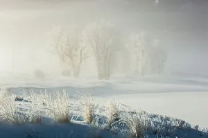 Cottonwood trees through the fog on a sunlit snowy landscape, Lamar Valley, YNP, USA Cottonwood trees through the fog on a sunlit snowy landscape, Lamar Valley, YNP, USA