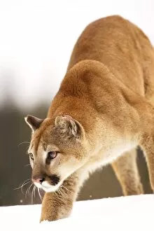 Images Dated 4th February 2006: Cougar Hunting