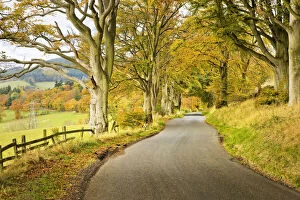 Country Road in Autumn, Scottish Borders, Scotland