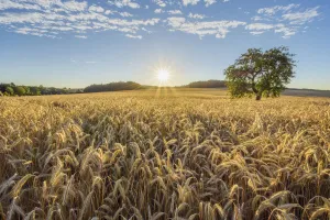 Countryside with Rye Field and Apple Tree at Sunrise in Summer, Reichartshausen, Miltenberg District, Bavaria, Germany Countryside with Rye Field and Apple Tree at Sunrise in Summer, Reichartshausen, Miltenberg District, Bavaria, Germany