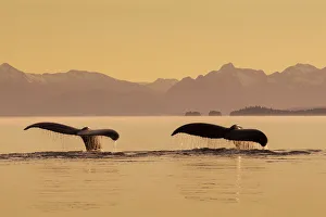 A Couple Of Humpback Whales Lift Their Flukes As They Submerge Beneath The Calm Surface Of The Inside Passage A Couple Of Humpback Whales Lift Their Flukes As They Submerge Beneath The Calm Surface Of The Inside Passage