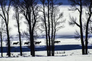 Cow elk in the snowy Lamar Valley in Yellowstone National Park, USA Cow elk in the snowy Lamar Valley in Yellowstone National Park, USA
