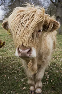 Cow With Long Hair Over Its Face; Scottish Borders, Scotland Cow With Long Hair Over Its Face; Scottish Borders, Scotland